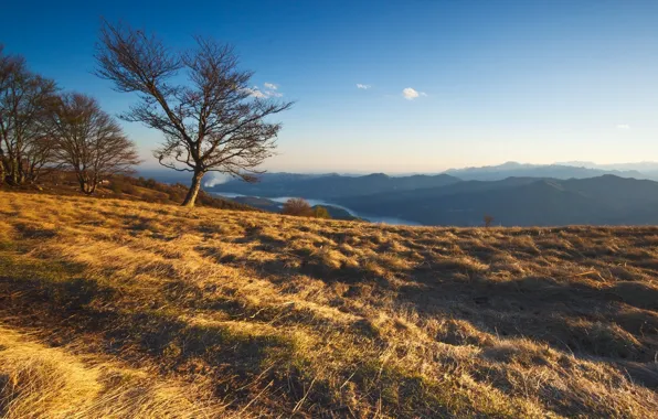Трава, деревья, пейзаж, горы, природа, nature