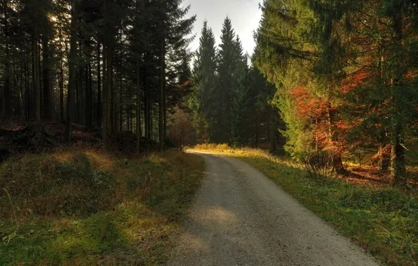 Лес, утро, Осень, дорожка, forest, autumn, morning, path