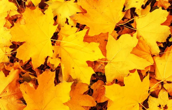 Осень, листья, фон, желтые, colorful, клен, yellow, background