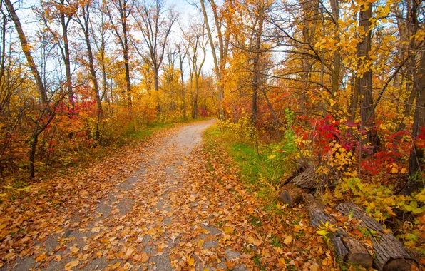 Грусть, осень, листья, деревья, парк, настроение, сад, дорожка