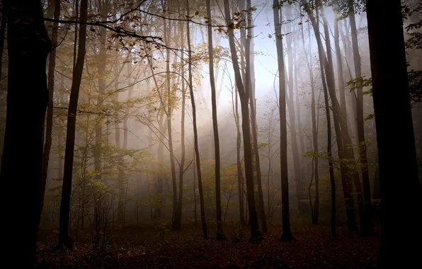 Картинка осень, лес, свет, природа, мрак