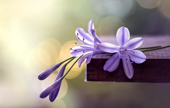 Макро, цветы, фон