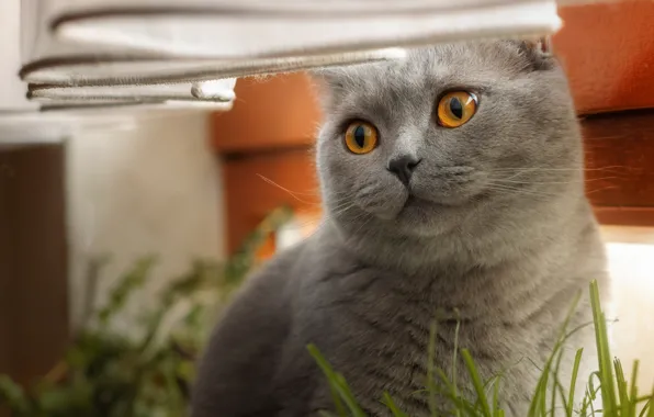 Кошка, трава, кот, взгляд, поза, серый, окно, подоконник