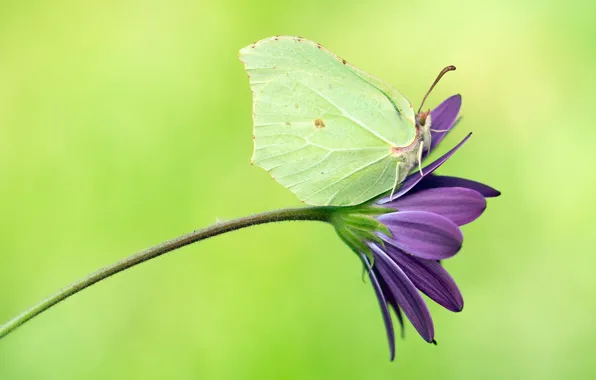 Картинка цветок, макро, зеленый, фон, сиреневый, бабочка, насекомое, зеленая