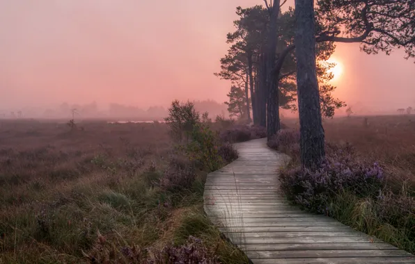 Картинка закат, туман, дорожка