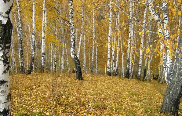 Картинка лес, ручей, гора, осенью