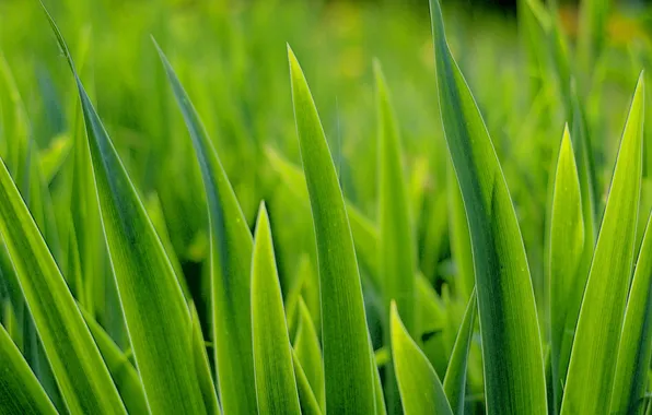 Green, grass, turf