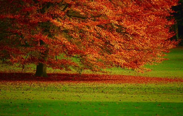 Картинка осень, дерево, листва