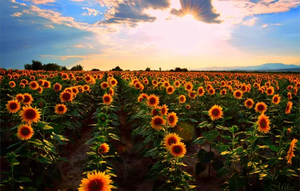 Картинка Закат, Поле, Лето, Подсолнухи, Sunset, Summer, Field, Sunflowers