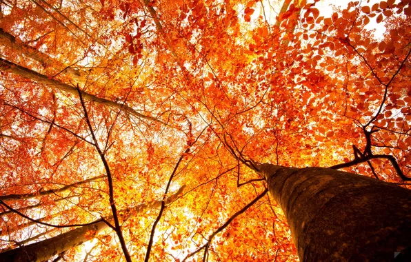 Осень, свет, деревья, листва, ракурс, by Robin de Blanche, Our Autumn