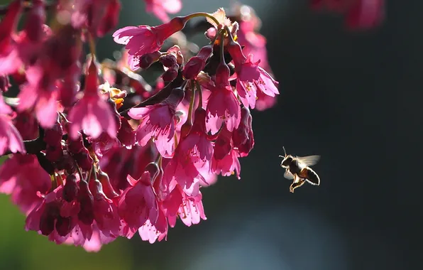 Картинка природа, пчела, сакура