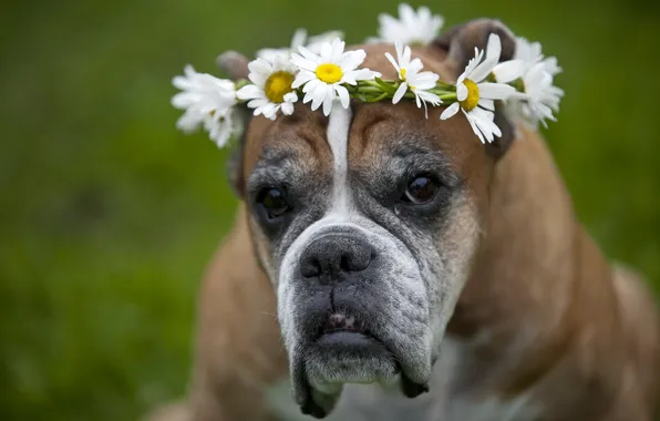 Картинка взгляд, цветы, друг, собака