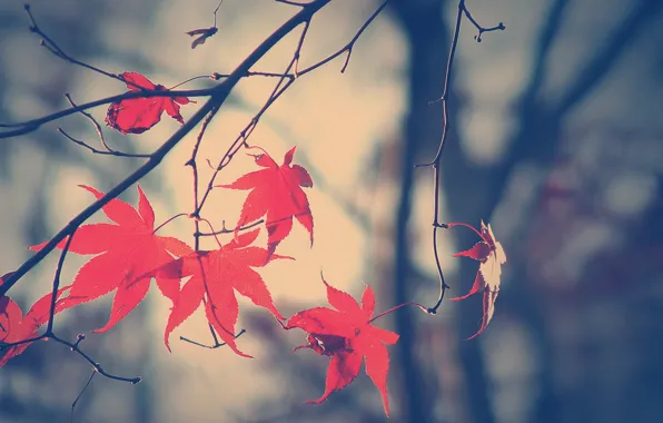 Осень, листья, ветка, Fall