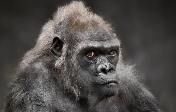 Взгляд, фон, gorilla