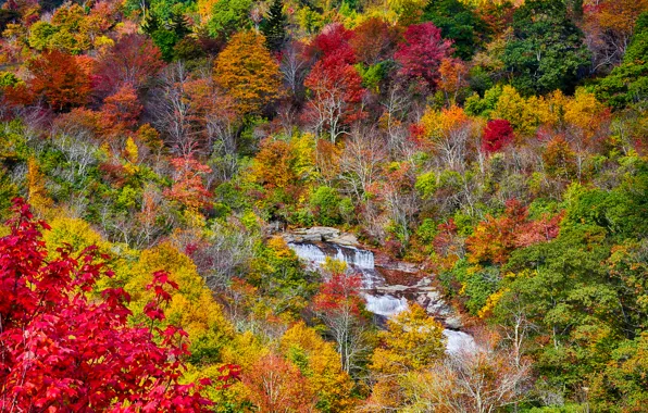 Картинка осень, лес, листья, деревья, горы, река