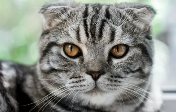 Кошка, кот, взгляд, морда, серый, портрет, полосатый, табби