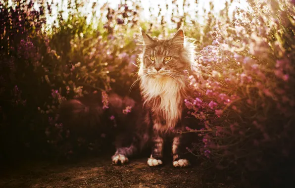 Кошка, лето, кот, взгляд, свет, цветы, поза, сад
