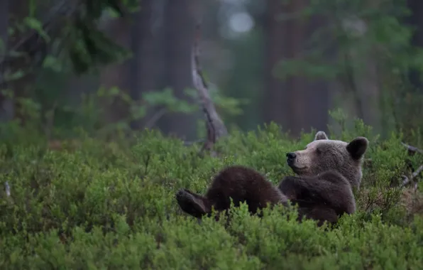 Картинка лес, релакс, медведь, расслабон