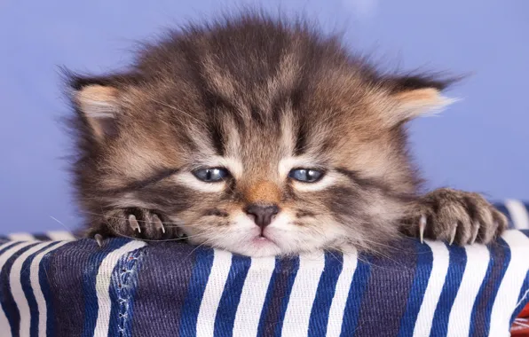 Кошка, взгляд, полоски, крупный план, котенок, серый, фон, сиреневый