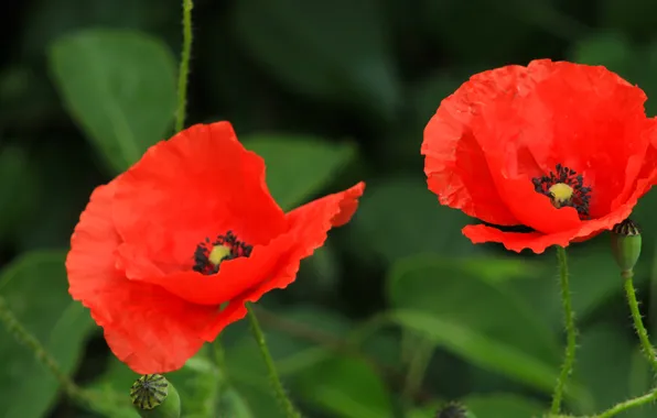 Red, flower, poppy