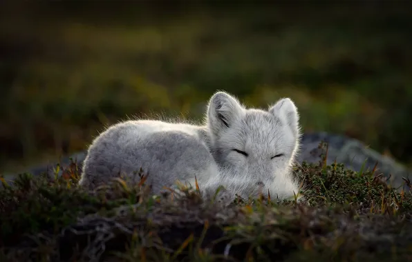 White, fox, animal, Arctic, Sleeping