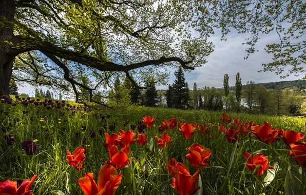 Весна, Германия, тюльпаны, Mainau Island