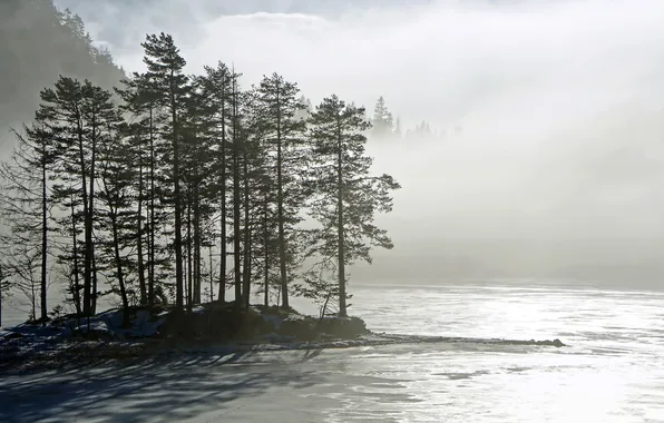 Картинка деревья, пейзаж, природа, туман, озеро, утро