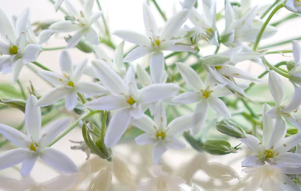 White, flower, blooming