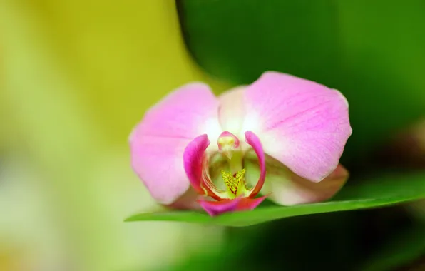 Фото, Цветы, Лепестки, Орхидея, Крупным планом