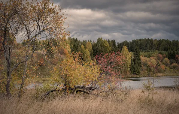 Поле, осень, лес, небо, трава, облака, ветки, тучи
