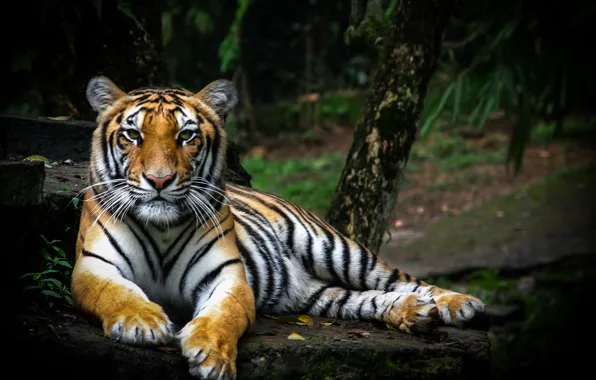 Большая кошка, хищник, природа, тигр, отдыхает