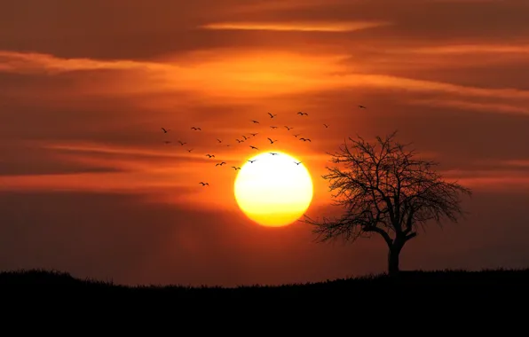 Картинка вечер, силуэт, одинокое дерево, sunset, закат солнца, evening, стая птиц, silhouette