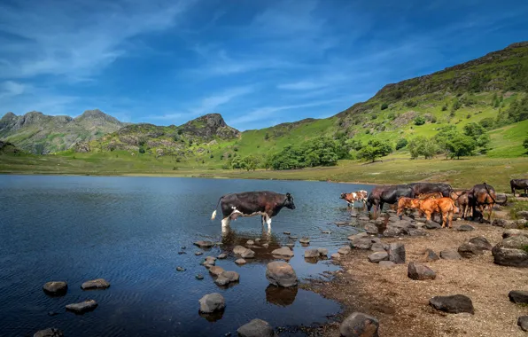 Горы, камни, коровы, водоем, телята, стадо коров