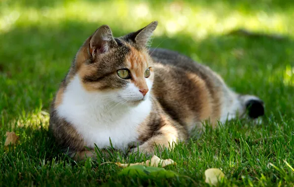 Картинка кошка, трава, отдых, лужайка