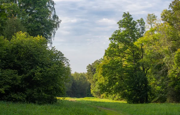 Деревья, Луг, сентябрь, Ясная Поляна