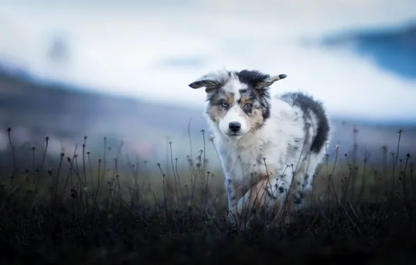 Картинка поле, природа, собака, щенок, прогулка, австралийская овчарка, былинки, аусси