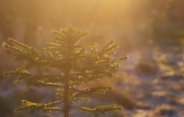 Light, tree, sun, spruce, twig