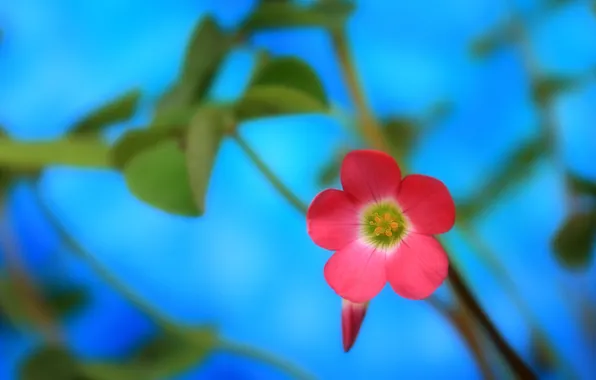 Картинка цветок, макро, розовый, вблизи
