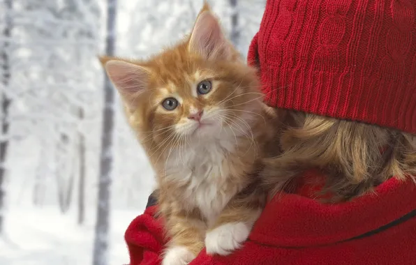 Картинка зима, котенок, рыжий