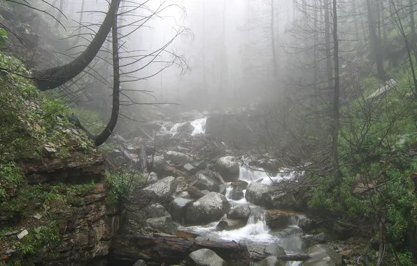 Картинка лес, трава, деревья, туман, ручей, камни, фото
