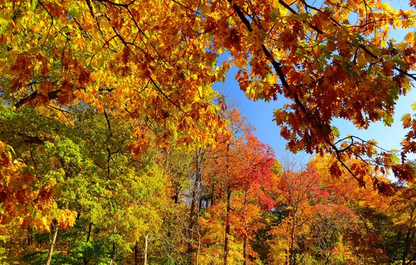 Картинка осень, лес, небо, листья, деревья, ветки