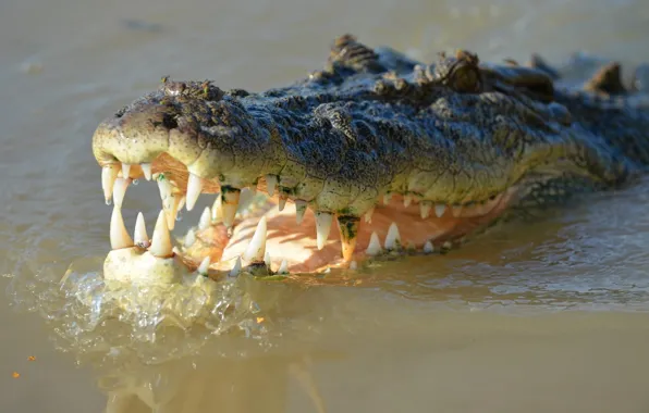 Картинка river, nature, animal, lizard, crocodile, wild, croc, saltwater