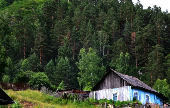 Картинка деревья, дом, тайга