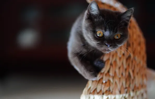 Кошка, взгляд, темный фон, котенок, серый, мордашка, британский, когтеточка