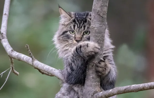 Кошка, кот, фон, дерево, на дереве, котейка