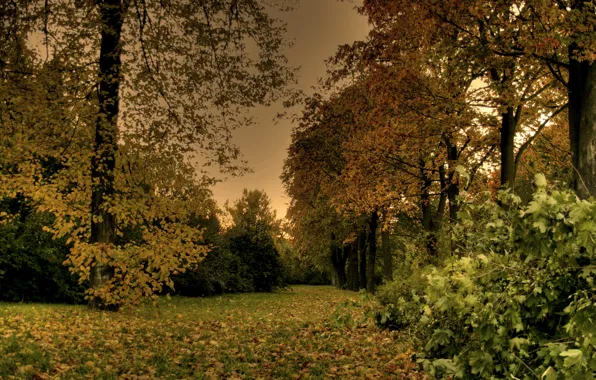 Листья, деревья, парк, вечер, Осень, листопад, trees, nature