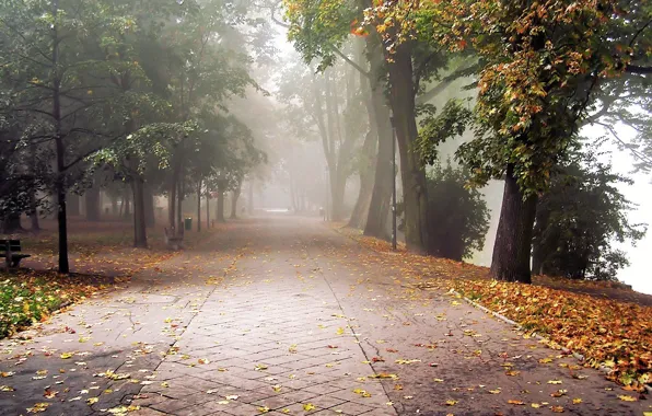 Картинка осень, листья, туман, парк