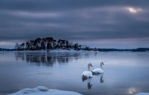 Картинка ночь, озеро, лебеди