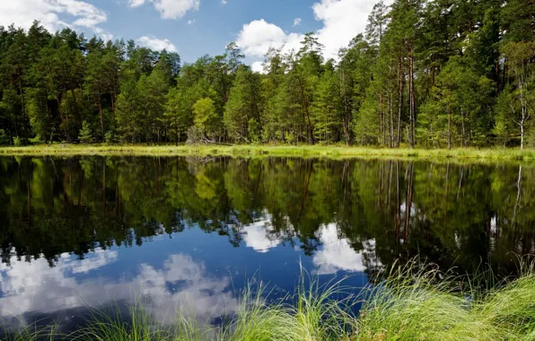 Картинка лес, деревья, отражение, река, Польша, Poland