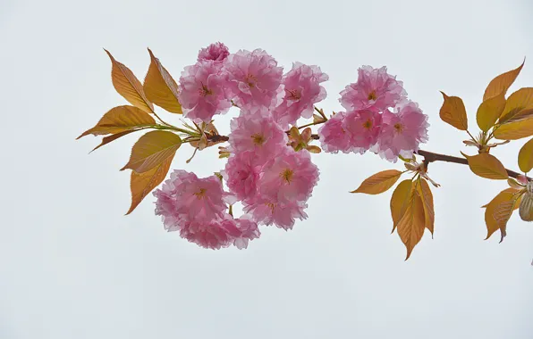 Картинка весна, цветение, spring, flowering, Ветвь